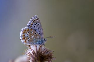 okgzl Gk Mavisi (Polyommatus bellargus)