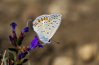 okgzl Meneke Mavisi (Polyommatus thersites)