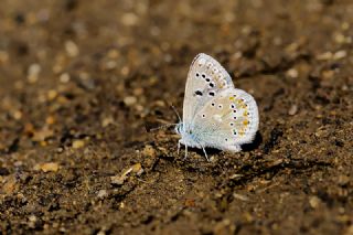 okgzl Turkuvaz Mavisi (Polyommatus dorylas)