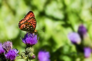 Gzel nci (Argynnis aglaja)