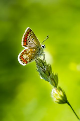 okgzl Esmer (Aricia agestis)