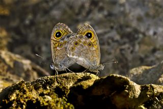 Apollo (Parnassius apollo)