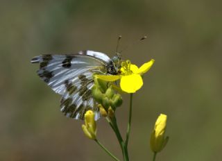 Yeni Beneklimelek (Pontia edusa)