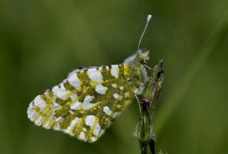 Da Oykls (Euchloe ausonia)