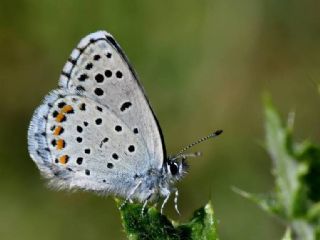 Himalaya Mavisi (Pseudophilotes vicrama)