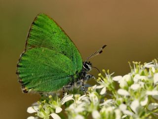 Zmrt (Callophrys rubi)