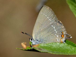 Minik Sevbeni (Satyrium acaciae)