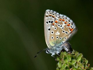 okgzl Gk Mavisi (Polyommatus bellargus)