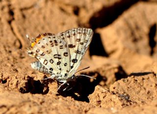 Akdeniz eytanc (Cigaritis cilissa)