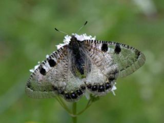 Yalanc Apollo (Archon apollinus)