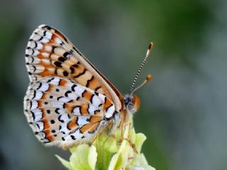 Gzel Nazuum (Euphydryas orientalis)