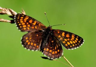 Mezopotamya okgzls (Polyommatus dama)