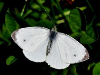 Yalanc Beyazmelek (Pieris pseudorapae)