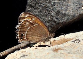 Ar Esmerperisi (Hyponephele wagneri)