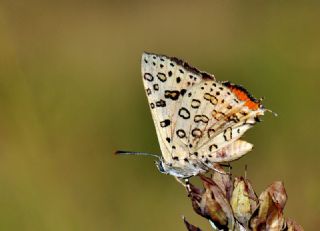 Uygur eytanc (Cigaritis uighurica)