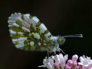 Turuncu Ssl (Anthocharis cardamines)