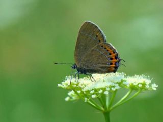 Kara Sevbeni (Satyrium pruni)