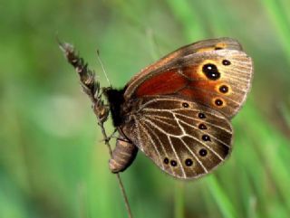 Uygur Gzelesmeri (Proterebia afra)