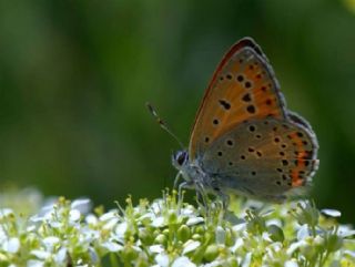 Byk Mor Bakr Gzeli (Lycaena alciphron)