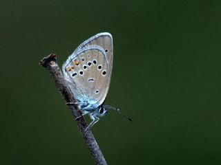 Mazarin Mavisi (Polyommatus semiargus)