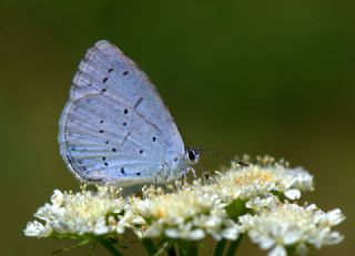 Kutsal Mavi (Celastrina argiolus)