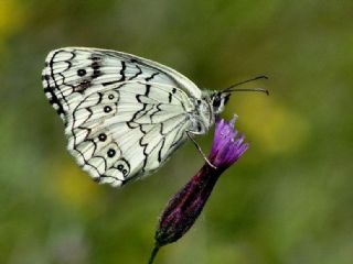 Anadolu Melikesi (Melanargia larissa)