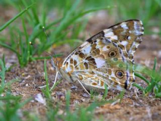 Diken Kelebei (Vanessa cardui)