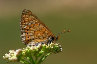 Nazuum (Euphydryas aurinia)