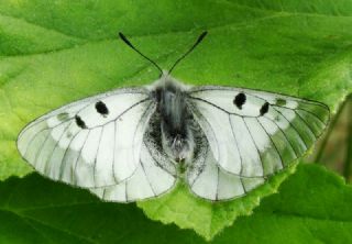 Dumanl Apollo (Parnassius mnemosyne)