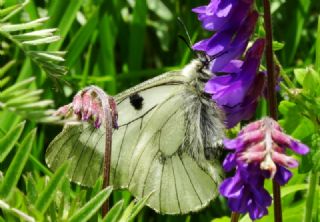 Dumanl Apollo (Parnassius mnemosyne)