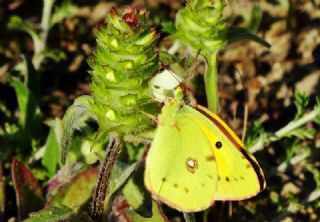 Sar Azamet (Colias croceus)