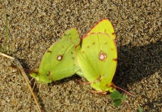 Sar Azamet (Colias croceus)