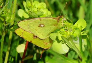 Sar Azamet (Colias croceus)