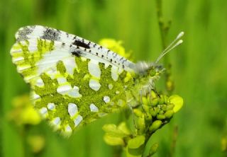 Da Oykls (Euchloe ausonia)