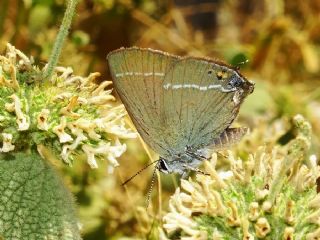Gzel Sevbeni (Satyrium spini)