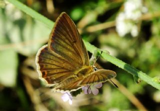 okgzl Dafnis (Polyommatus daphnis)