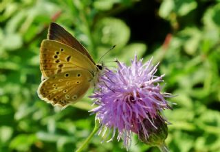 okgzl Dafnis (Polyommatus daphnis)