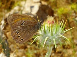 Aa Esmeri (Kirinia roxelana)