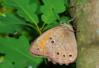 Aa Esmeri (Kirinia roxelana)