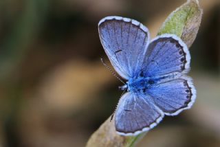 Himalaya Mavisi (Pseudophilotes vicrama)