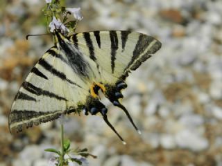 Erik Krlangkuyruk (Iphiclides podalirius)