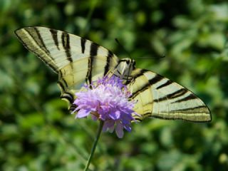 Erik Krlangkuyruk (Iphiclides podalirius)