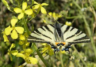 Erik Krlangkuyruk (Iphiclides podalirius)