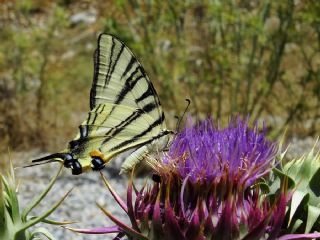 Erik Krlangkuyruk (Iphiclides podalirius)