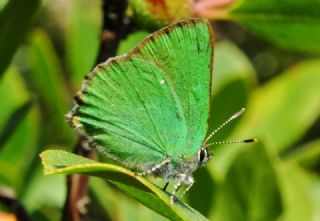 Zmrt (Callophrys rubi)