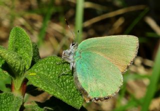 Zmrt (Callophrys rubi)