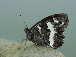 Kara Murat (Brintesia  circe)