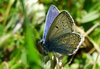 okgzl Meneke Mavisi (Polyommatus thersites)