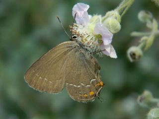 Byk Sevbeni (Satyrium ilicis)