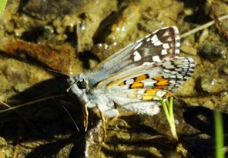Sar Bandl Zpzp (Pyrgus sidae)